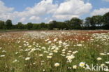 Ox-eye Daisy (Leucanthemum vulgare)