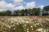 Ox-eye Daisy (Leucanthemum vulgare)