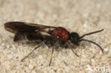 Small Velvet Ant (Smicromyrme rufipes)