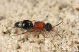 Gewone Mierwesp (Smicromyrme rufipes)