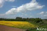 Gewone paardenbloem (Taraxacum officinale)