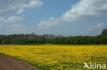 Common Dandelion (Taraxacum officinale)