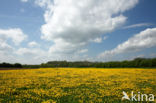 Common Dandelion (Taraxacum officinale)