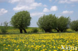 Gewone paardenbloem (Taraxacum officinale)