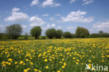 Gewone paardenbloem (Taraxacum officinale)