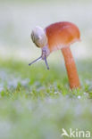 Vermilion Waxcap (Hygrocybe miniata)