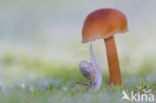 Vermilion Waxcap (Hygrocybe miniata)