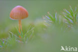 Vermilion Waxcap (Hygrocybe miniata)