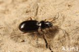 Glanspriempje (Bembidion lampros)