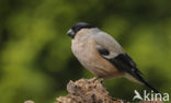 Eurasian Bullfinch (Pyrrhula pyrrhula)