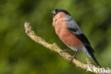 Eurasian Bullfinch (Pyrrhula pyrrhula)