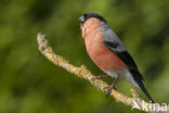 Eurasian Bullfinch (Pyrrhula pyrrhula)