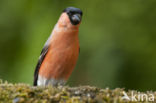 Eurasian Bullfinch (Pyrrhula pyrrhula)