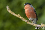 Eurasian Bullfinch (Pyrrhula pyrrhula)