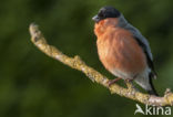 Eurasian Bullfinch (Pyrrhula pyrrhula)