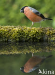 Eurasian Bullfinch (Pyrrhula pyrrhula)