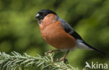 Eurasian Bullfinch (Pyrrhula pyrrhula)