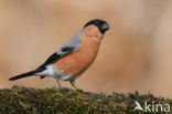 Eurasian Bullfinch (Pyrrhula pyrrhula)