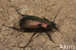 Graslandschallebijter (Carabus monilis)