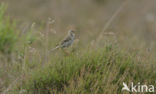 Graspieper (Anthus pratensis) 