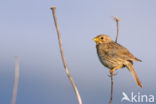 Corn Bunting (Miliaria calandra)