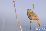 Corn Bunting (Miliaria calandra)