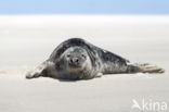 Grey Seal (Halichoerus grypus)