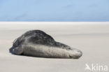 Grey Seal (Halichoerus grypus)