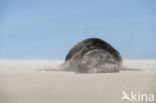 Grey Seal (Halichoerus grypus)