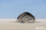 Grey Seal (Halichoerus grypus)