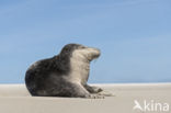 Grey Seal (Halichoerus grypus)