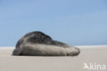 Grey Seal (Halichoerus grypus)