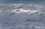 Grey Seal (Halichoerus grypus)