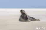 Grey Seal (Halichoerus grypus)