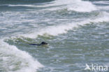 Grey Seal (Halichoerus grypus)