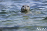 Grijze zeehond