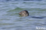 Grijze zeehond