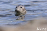 Grey Seal (Halichoerus grypus)