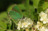 Green Hairstreak (Callophrys rubi)