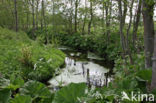 Groot hoefblad (Petasites hybridus)