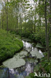 Groot hoefblad (Petasites hybridus)