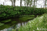 Groot hoefblad (Petasites hybridus)