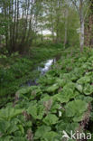 Groot hoefblad (Petasites hybridus)