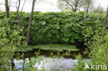 Groot hoefblad (Petasites hybridus)