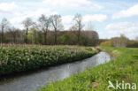 Groot hoefblad (Petasites hybridus)