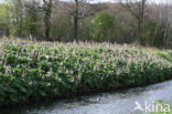 Groot hoefblad (Petasites hybridus)