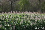 Groot hoefblad (Petasites hybridus)