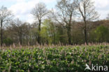 Groot hoefblad (Petasites hybridus)