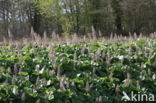 Groot hoefblad (Petasites hybridus)