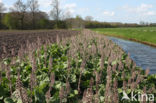 Groot hoefblad (Petasites hybridus)